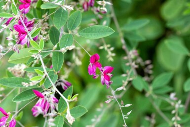 Lespedeza thunbergii