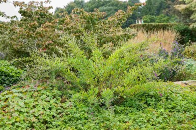 Lespedeza thunbergii