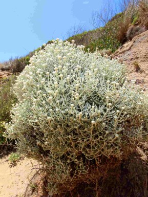 Silverbuske Leucophyta brownii buske Leucophyta brownii buske