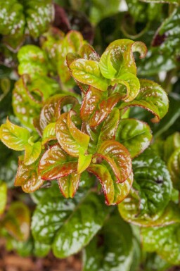 Krusbladig vinterrosling Leucothoe axillaris 'Curly Red' buske Leucothoe axillaris 'Curly Red' buske