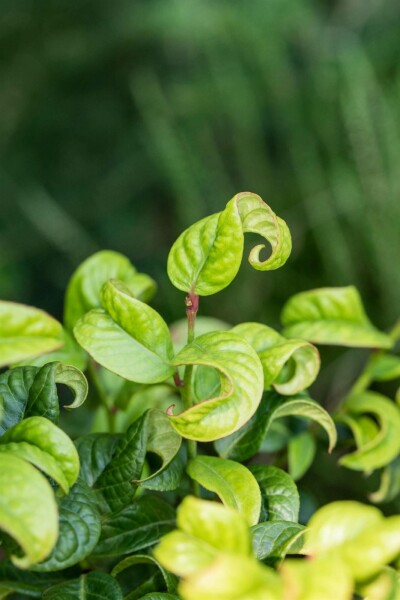 Leucothoe axillaris 'Curly Red' buske