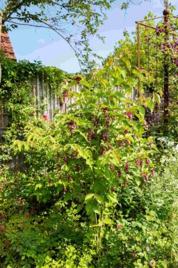 Kejsardruva Leycesteria formosa buske Leycesteria formosa buske