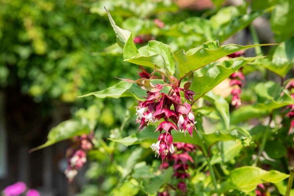 Leycesteria formosa buske