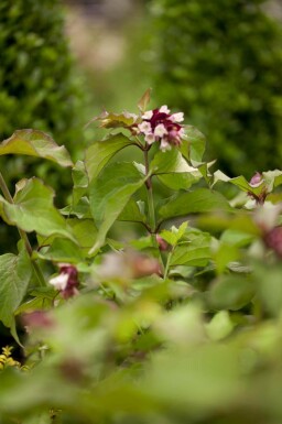 Himalaya kaprifol Leycesteria formosa 'Purple Rain' buske Leycesteria formosa 'Purple Rain' buske