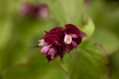 Himalaya kaprifol Leycesteria formosa 'Purple Rain' buske Leycesteria formosa 'Purple Rain' buske