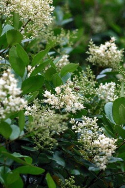 Vinterliguster Ligustrum japonicum buske Ligustrum japonicum buske