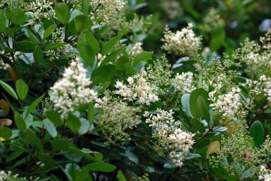 Vinterliguster Ligustrum japonicum buske Ligustrum japonicum buske