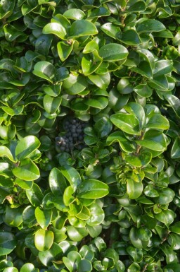 Japanskt liguster Ligustrum japonicum 'Rotundifolium' buske Ligustrum japonicum 'Rotundifolium' buske