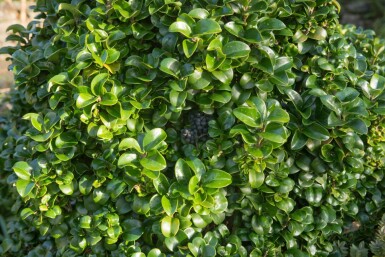 Japanskt liguster Ligustrum japonicum 'Rotundifolium' buske Ligustrum japonicum 'Rotundifolium' buske