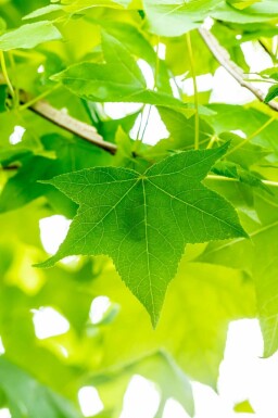 Ambraträd Liquidambar styraciflua buske Liquidambar styraciflua buske