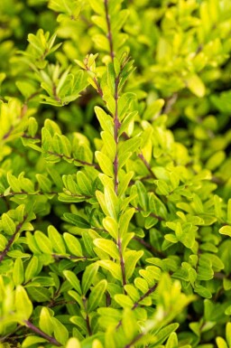 Kinesisk busktry Lonicera pileata buske Lonicera pileata buske