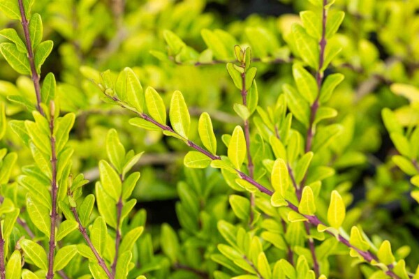 Lonicera pileata buske