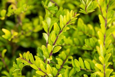 Lonicera pileata