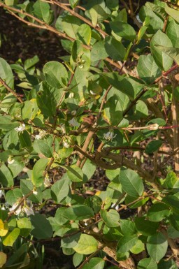 Vintertry Lonicera purpusii 'Winter Beauty' buske Lonicera purpusii 'Winter Beauty' buske