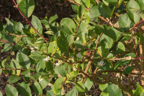 Lonicera purpusii 'Winter Beauty' buske