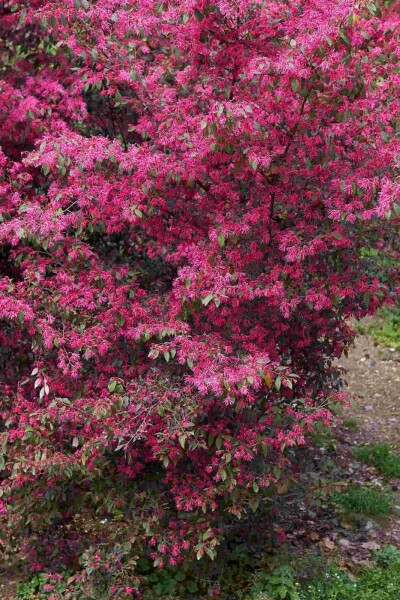 Loropetalum chinense