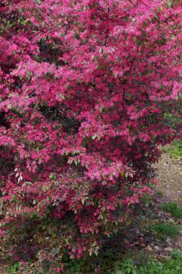 Kinesisk fransbuske Loropetalum chinense buske Loropetalum chinense buske