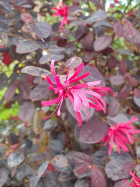 Fransbuske Loropetalum chinense 'Black Pearl' buske Loropetalum chinense 'Black Pearl' buske