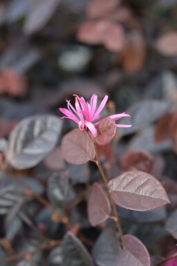 Loropetalum Loropetalum chinense 'Fire Dance' buske Loropetalum chinense 'Fire Dance' buske