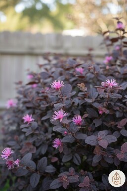 Loropetalum chinense 'Fire Dance' buske