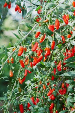 Gojibär Lycium barbarum buske Lycium barbarum buske