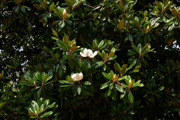 Magnolia grandiflora buske