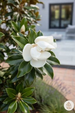 Magnolia grandiflora 'Little Gem' buske 100-125 cm C15
