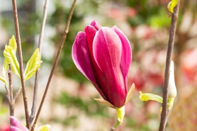 Liljemagnolia Magnolia liliiflora 'Nigra' buske Magnolia liliiflora 'Nigra' buske
