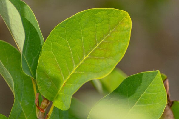 Magnolia sieboldii buske