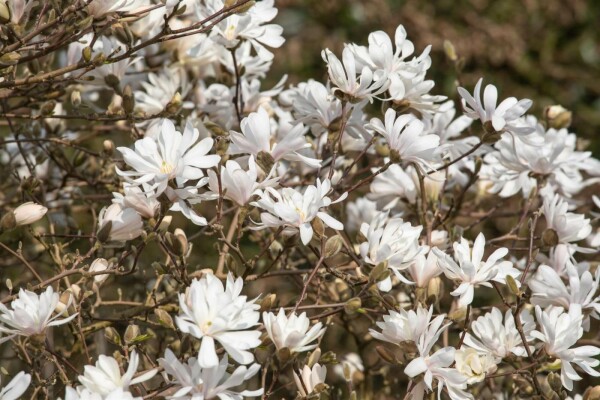Magnolia stellata 'Royal Star' buske