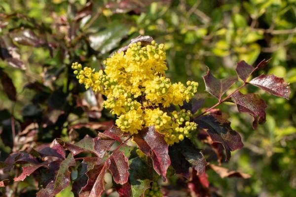 Mahonia aquifolium buske
