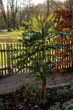 Mahonia Mahonia bealei buske Mahonia bealei