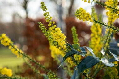 Mahonia Mahonia bealei buske Mahonia bealei
