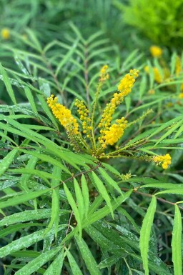 Bräkenmahonia Mahonia eurybracteata 'Soft Caress' buske Mahonia eurybracteata 'Soft Caress' buske