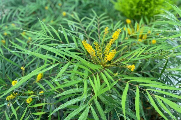Mahonia eurybracteata 'Soft Caress' buske