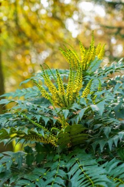 Mahonia Mahonia japonica buske Mahonia japonica buske