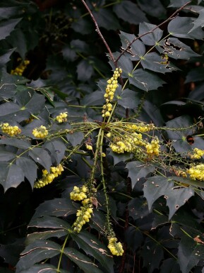 Mahonia Mahonia japonica 'Hivernant' buske Mahonia japonica 'Hivernant' buske