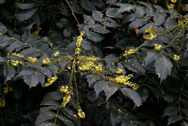 Mahonia japonica 'Hivernant' buske