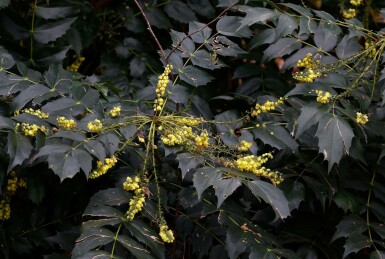 Mahonia Mahonia japonica 'Hivernant' buske Mahonia japonica 'Hivernant' buske