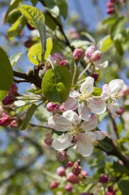 Äppelträd Malus 'Evereste' buske Malus 'Evereste' buske