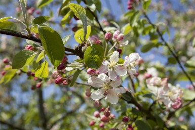Äppelträd Malus 'Evereste' buske Malus 'Evereste' buske