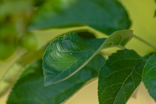 Malus 'Golden Hornet' buske