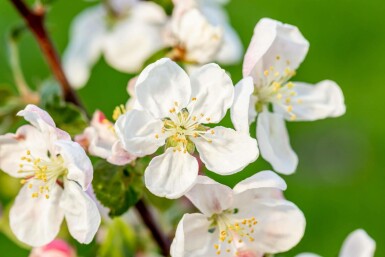 Malus 'Golden Hornet'