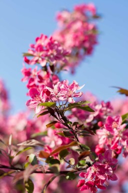 Prydnadsapel Malus 'Mokum' buske Malus 'Mokum' buske