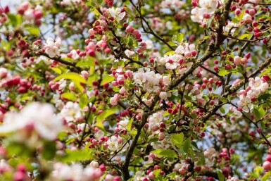 Malus 'Red Sentinel'