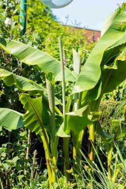 Japansk fiberbanan Musa basjoo buske Musa basjoo buske