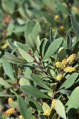 Pors Myrica gale buske Myrica gale buske