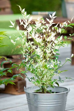 Nandina Nandina domestica 'Twilight' buske Nandina domestica 'Twilight' buske