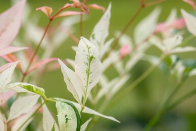 Nandina Nandina domestica 'Twilight' buske Nandina domestica 'Twilight' buske
