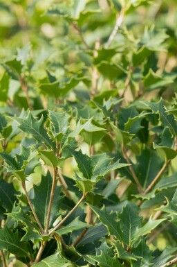 Doftbuske Osmanthus heterophyllus buske Osmanthus heterophyllus buske
